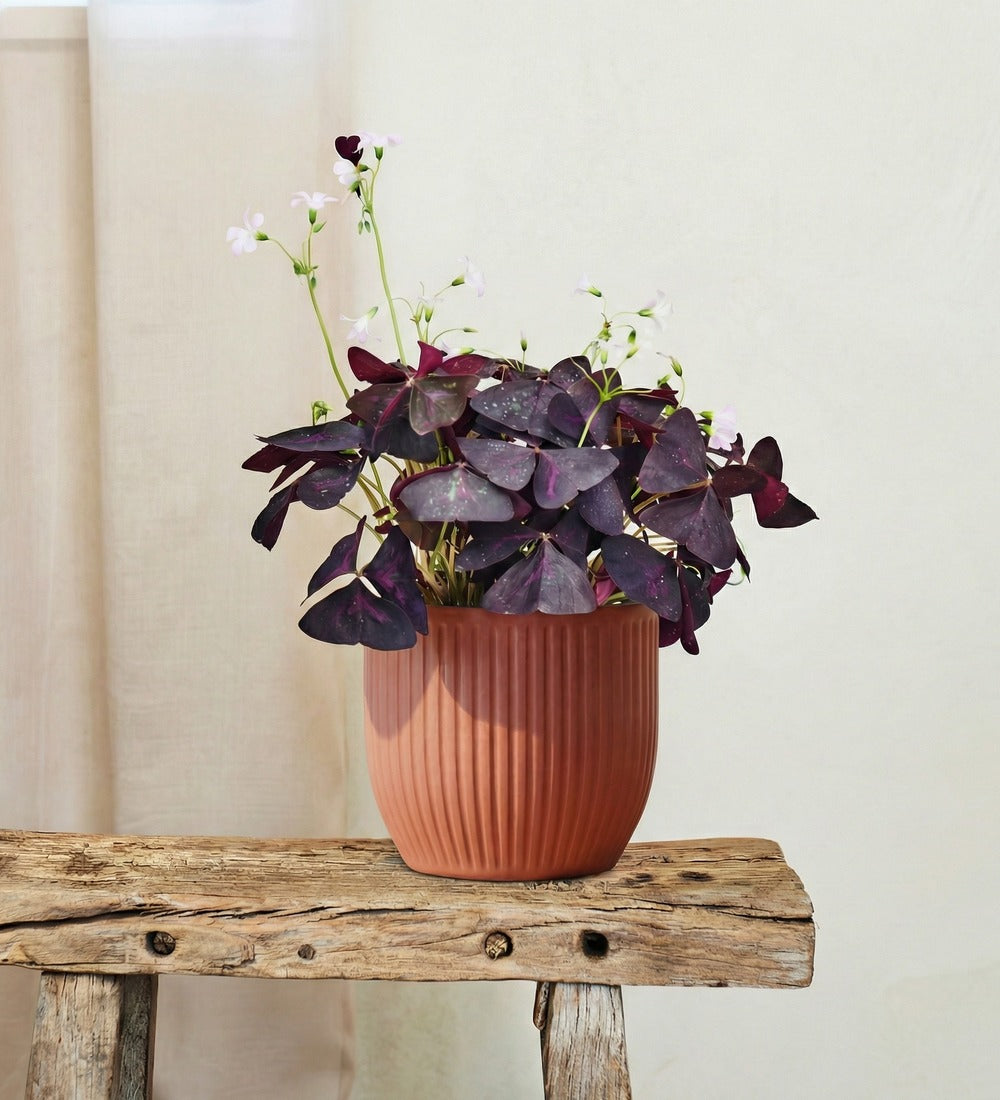 Oxalis & Pot