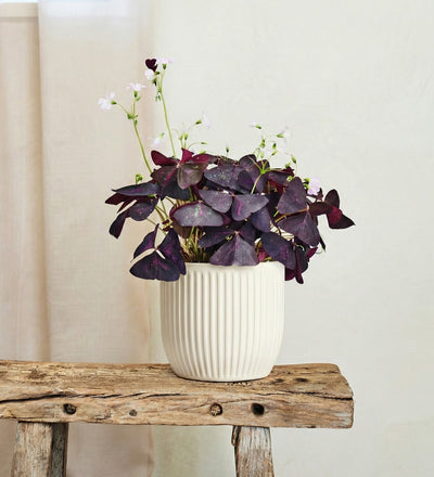 Oxalis Triangularis