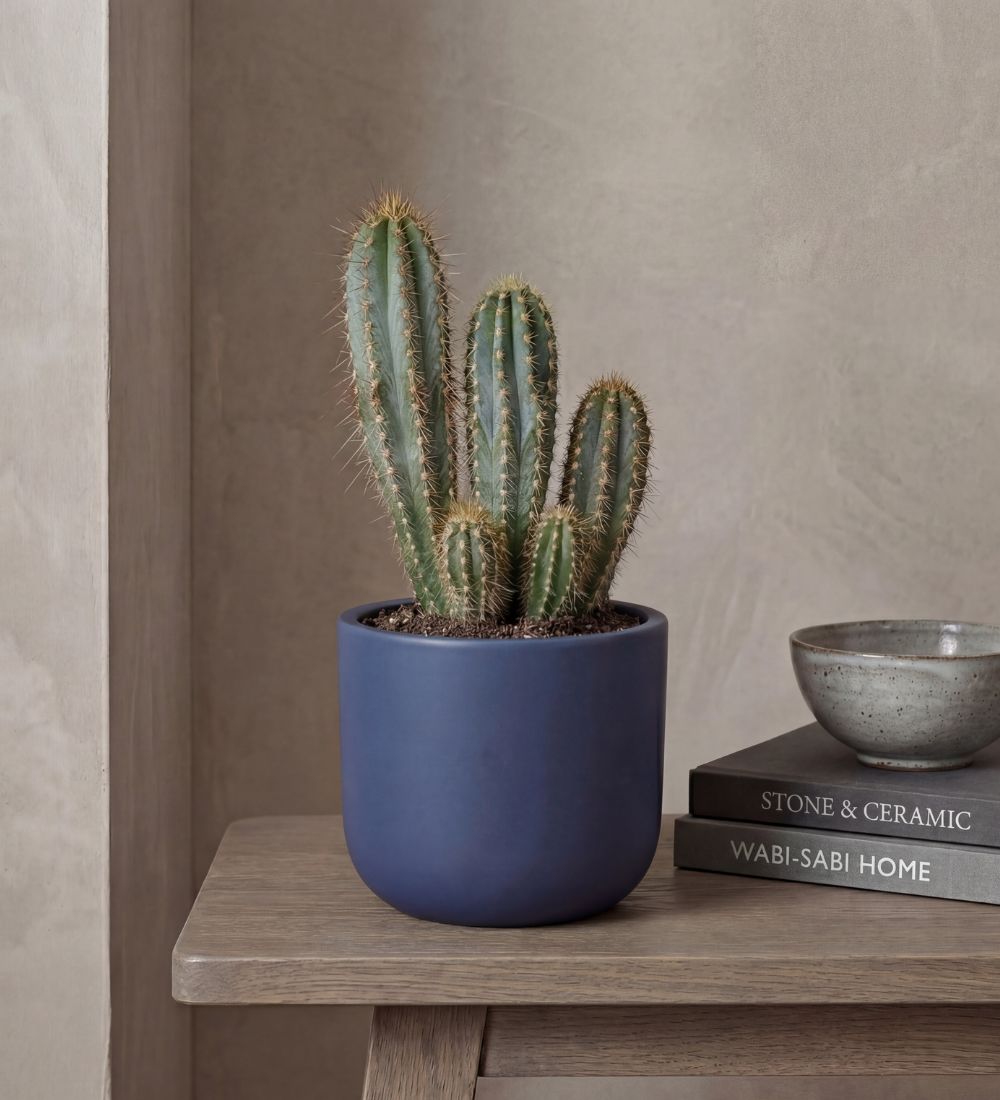 Pachycladus Blue Cactus
