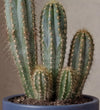 Pachycladus Blue Cactus