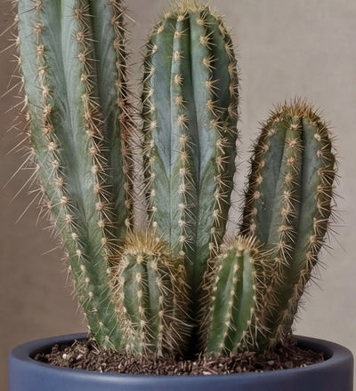 Pachycladus Blue Cactus