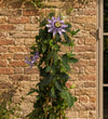 Passionflower