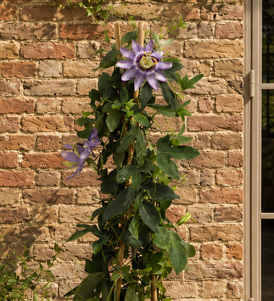 Passionflower
