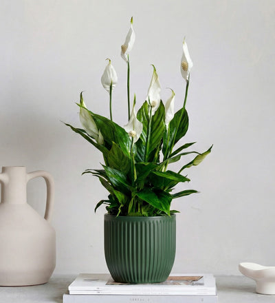Peace Lily & Pot