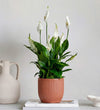 Peace Lily & Pot