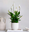 Peace Lily & Pot