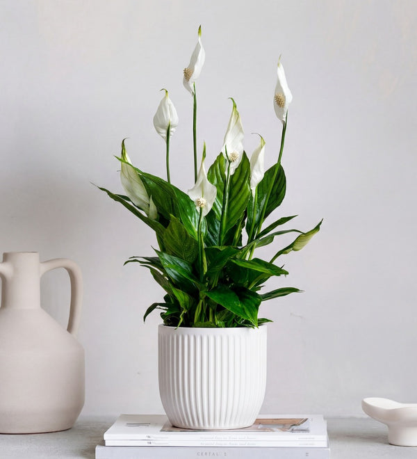 Peace Lily & Pot