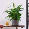 Peace Lily & Pot