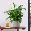 Peace Lily & Pot