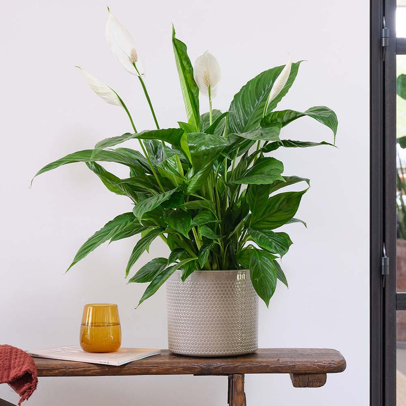 Peace Lily & Pot