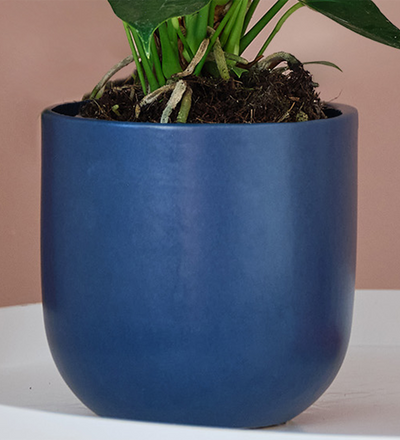 Peach Anthurium & Pot