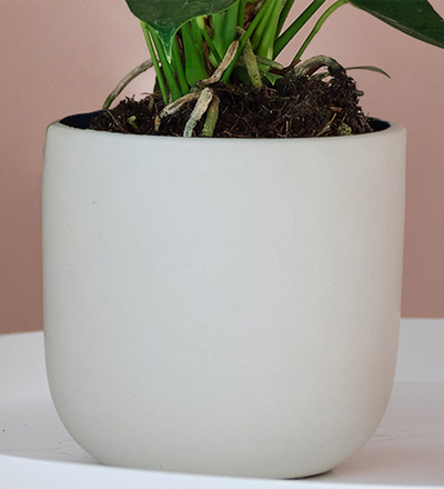 Peach Anthurium & Pot