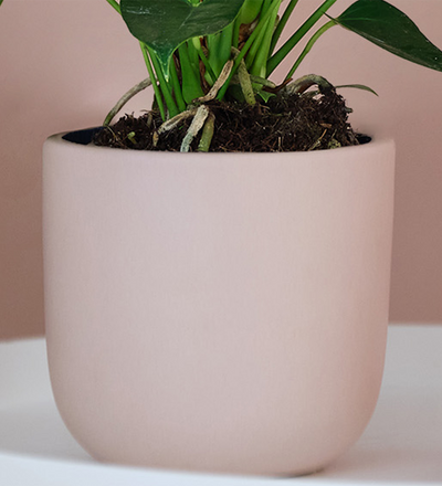 Peach Anthurium & Pot