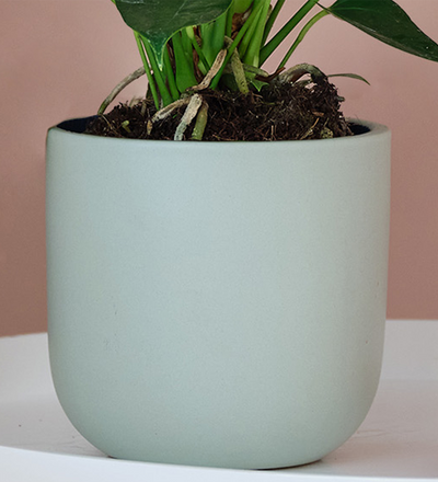 Peach Anthurium & Pot