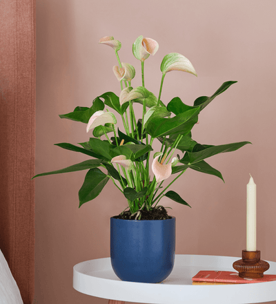 Peach Anthurium & Pot