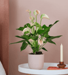 Peach Anthurium & Pot