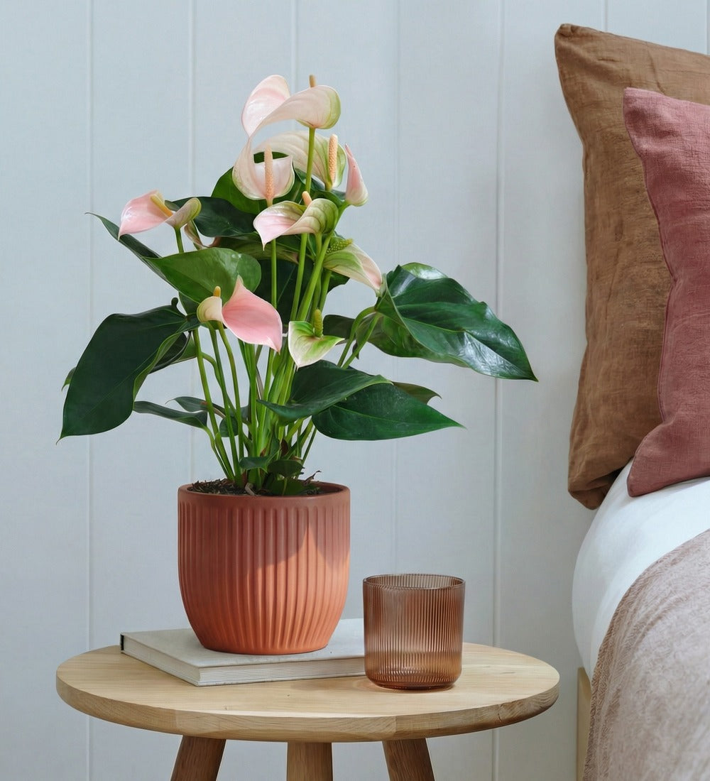 Peach Anthurium in Ceramic Pot