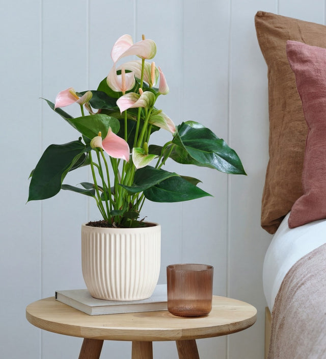 Peach Anthurium in Ceramic Pot