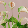 Peach Anthurium & Pot