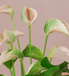 Peach Anthurium & Pot