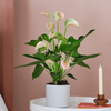 Peach Anthurium & Pot