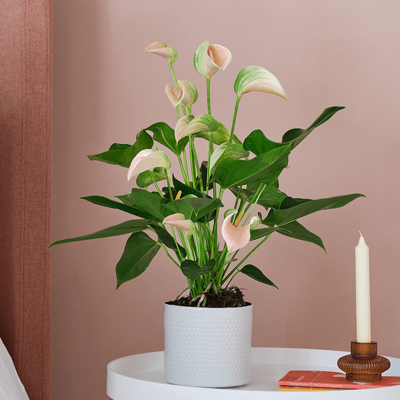 Peach Anthurium