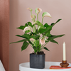 Peach Anthurium & Pot