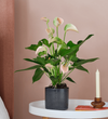 Peach Anthurium & Pot