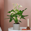 Peach Anthurium & Pot