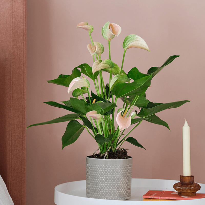Peach Anthurium & Pot