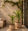 Phoenix canariensis 