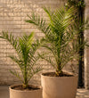 Phoenix canariensis 
