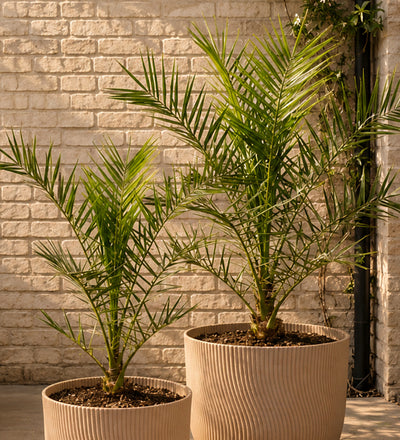 Phoenix canariensis 