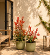 Photinia