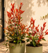 Photinia