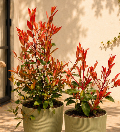 Photinia