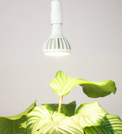 LED Grow Light Bulb