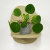 Mini Chinese Money Plant & Pot