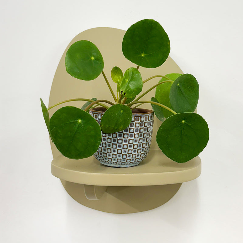 Mini Chinese Money Plant & Pot