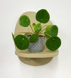 Mini Chinese Money Plant & Pot