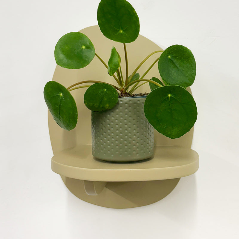 Mini Chinese Money Plant & Pot