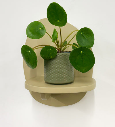 Mini Chinese Money Plant & Pot