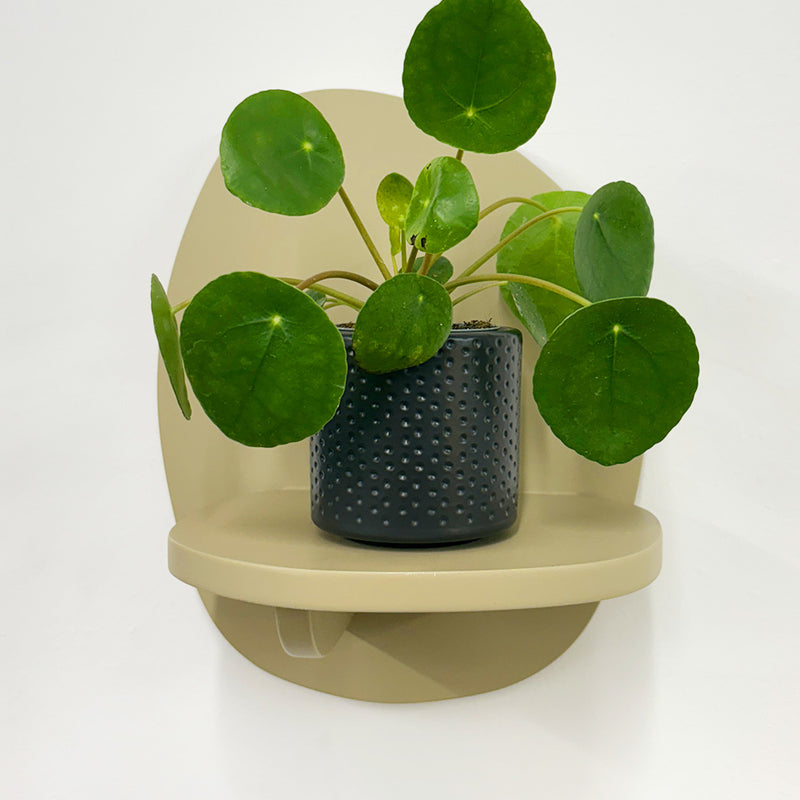 Mini Chinese Money Plant & Pot