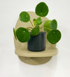 Mini Chinese Money Plant & Pot