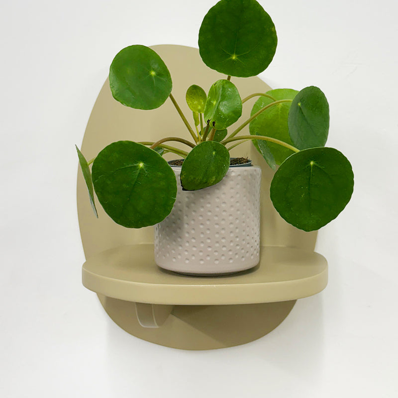 Mini Chinese Money Plant & Pot
