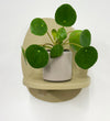 Mini Chinese Money Plant & Pot