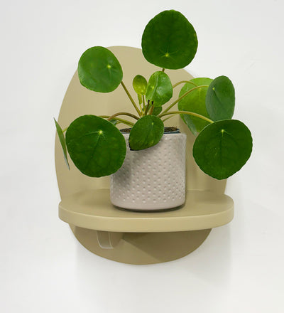 Mini Chinese Money Plant & Pot