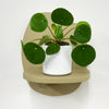 Mini Chinese Money Plant & Pot