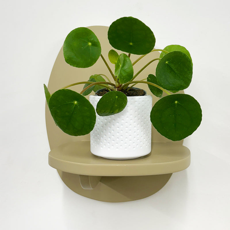 Mini Chinese Money Plant & Pot