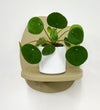 Mini Chinese Money Plant & Pot